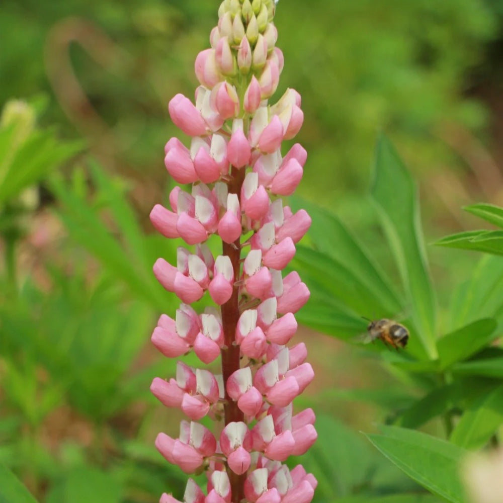 Lupinus Seeds - Pink Larger Packet High Germination 450-2200 Onsaleseeds