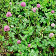 Red Clover Seeds