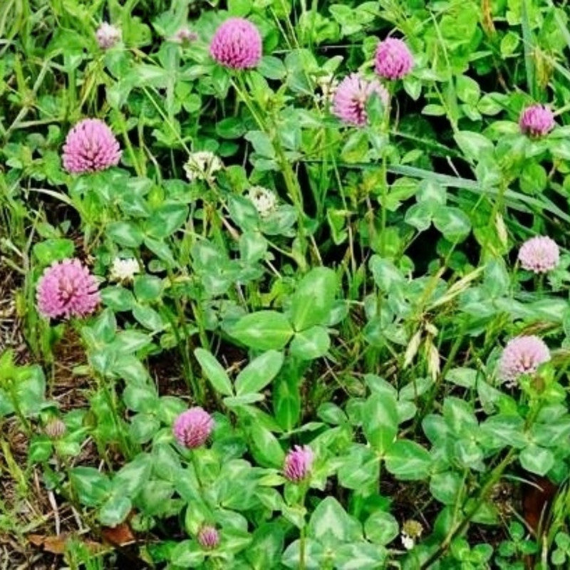 Red Clover Seeds - Larger Packet High Germination 1/4-1/2LB Onsaleseeds