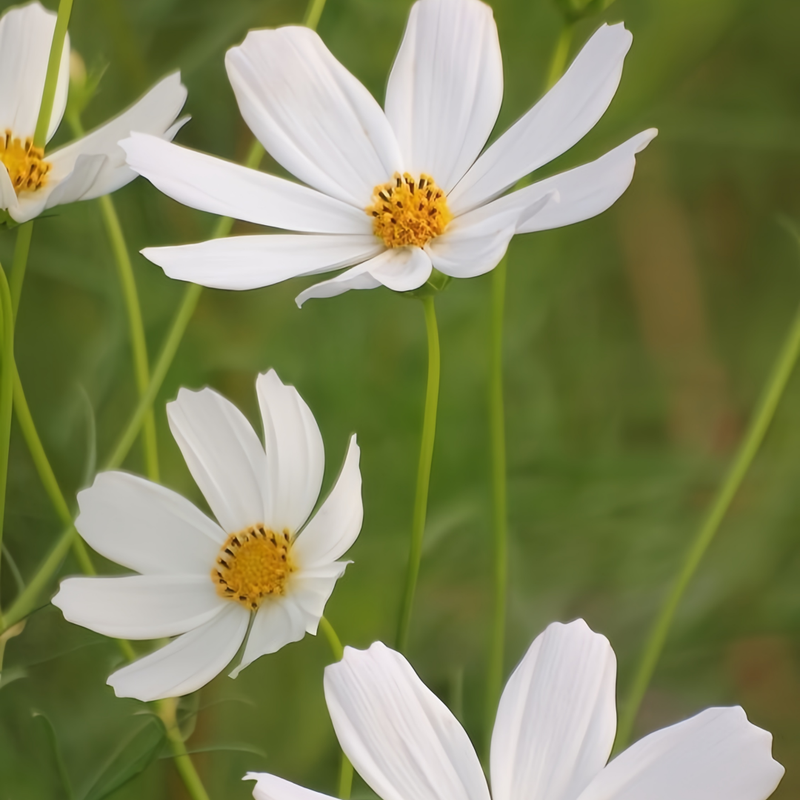Cosmos Bipinnata Seeds - White Larger Packet High Germination 1600-4800 Onsaleseeds
