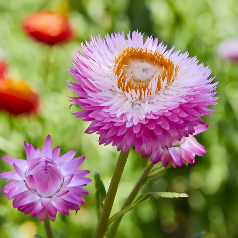 Strawflower Seeds - Pink Larger Packet High Germination 1800-9000 Onsaleseeds
