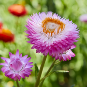 Strawflower Seeds - Pink