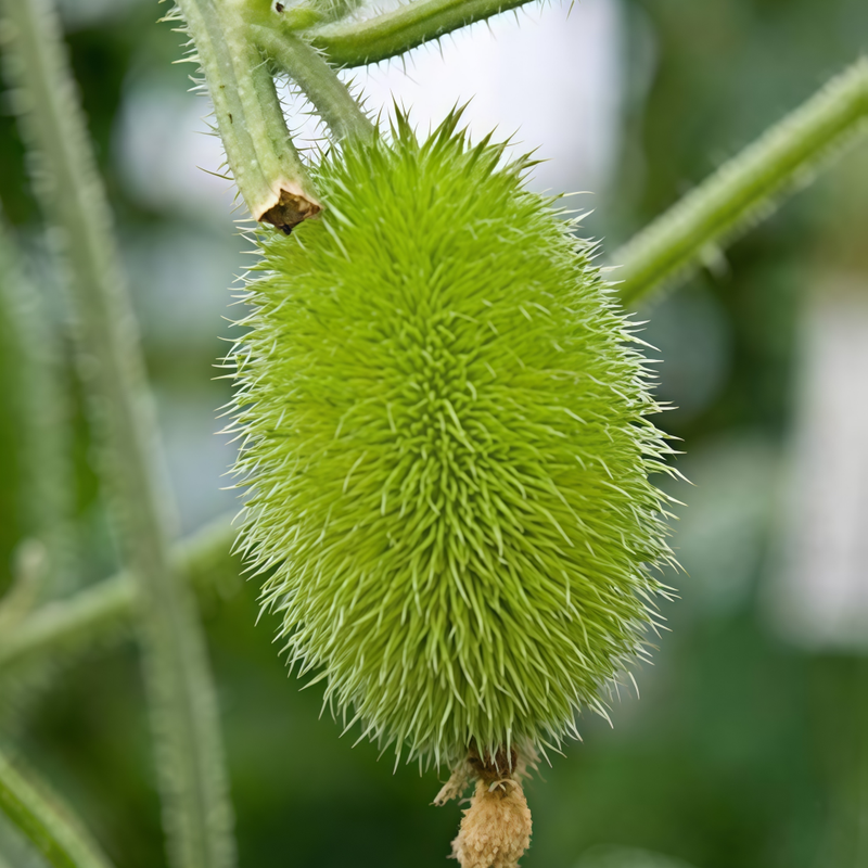 Cucumis Sativus - Yellow High Germination  Onsaleseeds