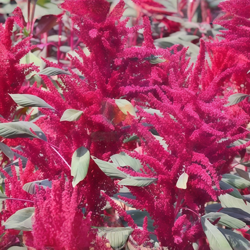 Amaranthus Caudatus Seeds - Red Leaves And Red Flowers Larger Packet High Germination 4000-20000 Onsaleseeds