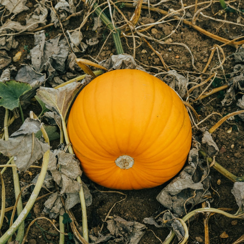 Giant Pumpkin Seeds Up to 50%