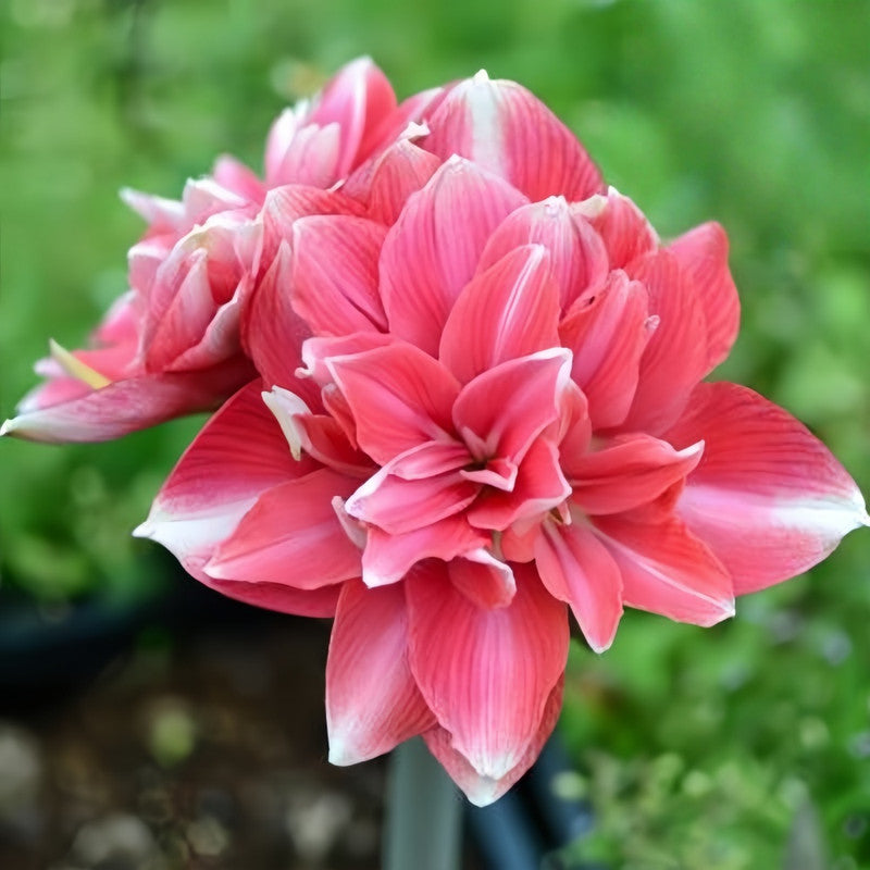 Amaryllis Bulbs - Double Dreams