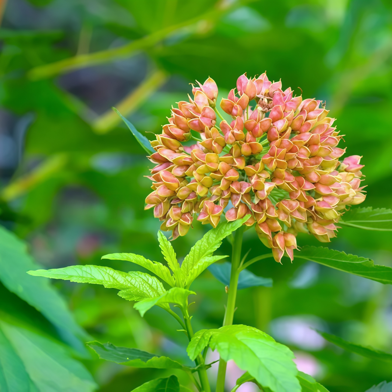 Lychnis Salmon Red Seeds up to 50%