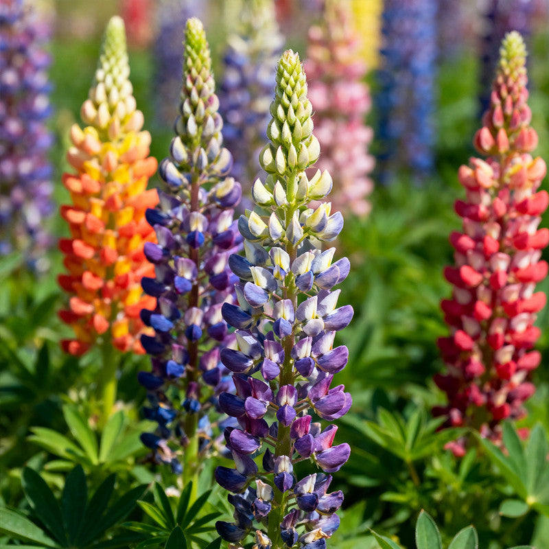 Lupinus Micranthus Seeds - Mix Larger Packet High Germination 1500-7500 Onsaleseeds
