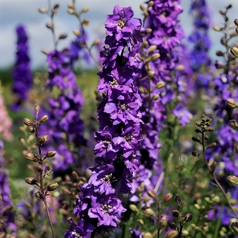 Delphinium Elatum Seeds - Blue Larger Packet High Germination 4000-20000 Onsaleseeds