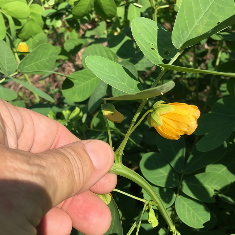 Thermopsis R. Br. Seeds - Larger Packet High Germination 5000-25000 Onsaleseeds