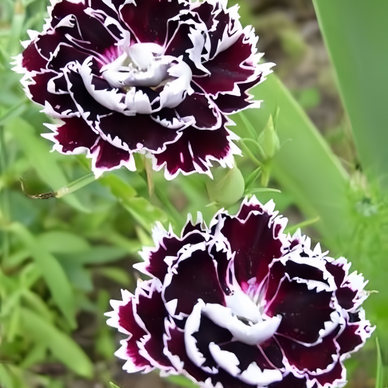 Dianthus Dark Purple Seeds up to 50%