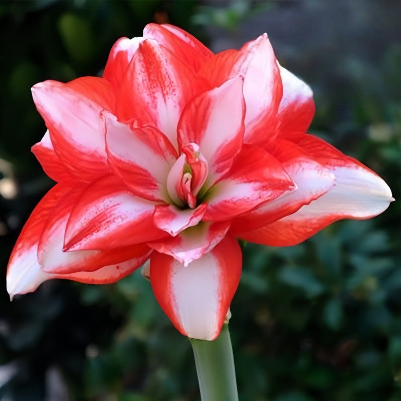 Amaryllis Bulbs - Exotic Peacock