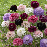 Scabiosa Atropurpurea Seeds - Mix