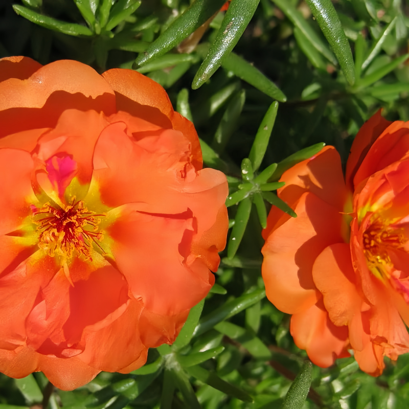 Moss Rose Seeds - Orange Red Larger Packet High Germination 300-1000 Onsaleseeds