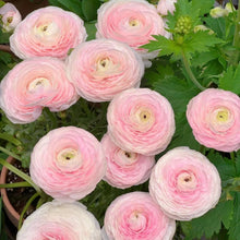 Ranunculus Seeds
