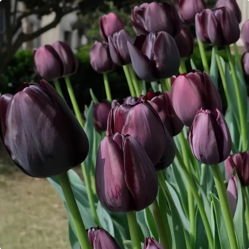Tulip Bulbs - Queen Of The Night