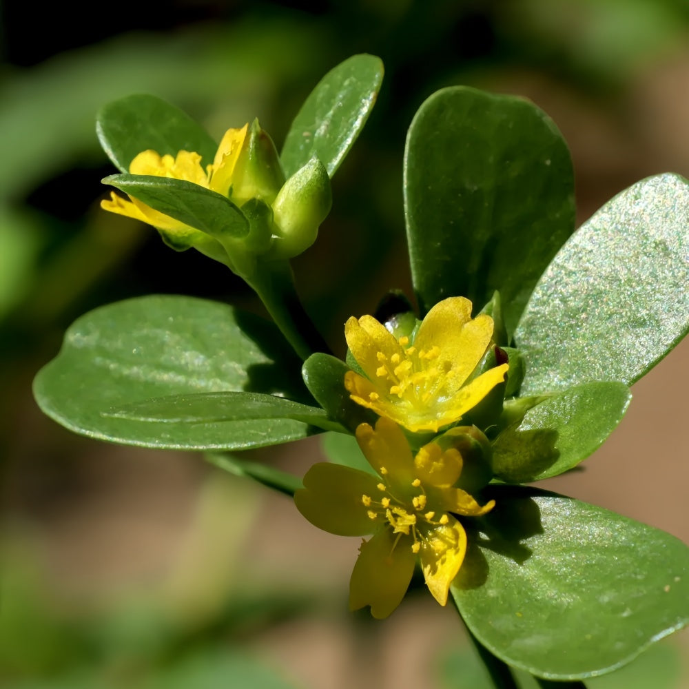 Portulaca Oleracea - High Germination  Onsaleseeds