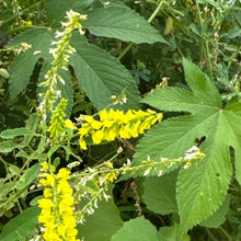 Sweet Clover Seeds