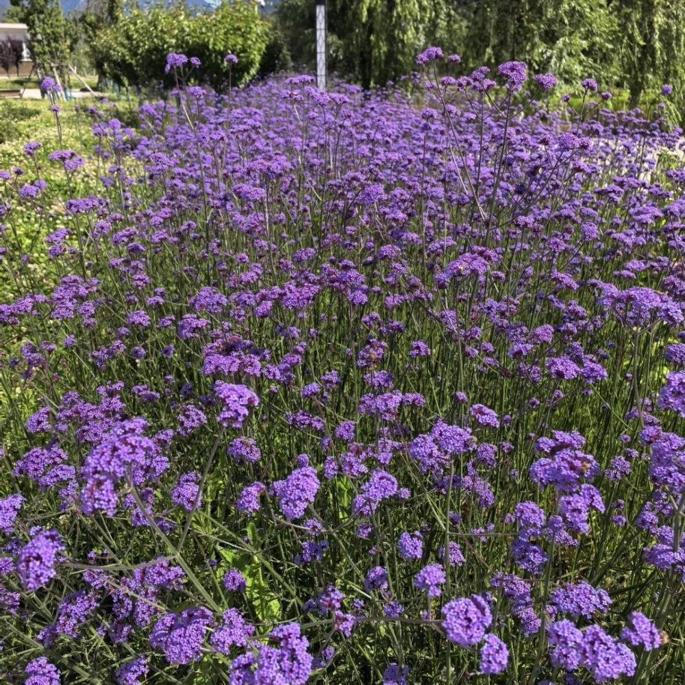 Verbena Bonariensis Seeds