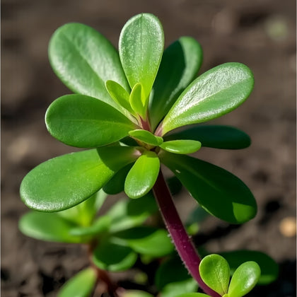 Purslane Seeds