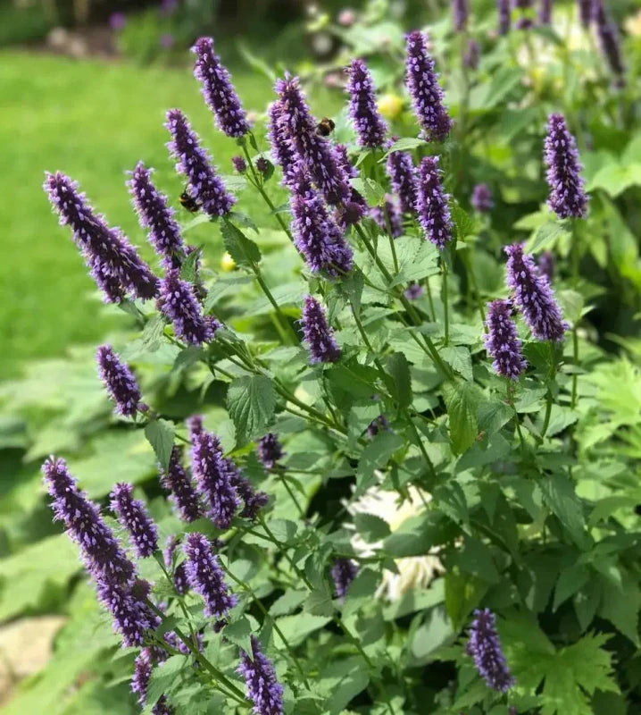 Agastache Rugosa Seeds - Larger Packet High Germination 6000-30000 Onsaleseeds