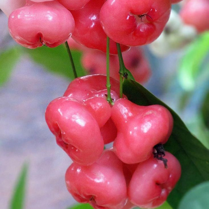Rose Apple Fruit Seeds Up to 50% Off