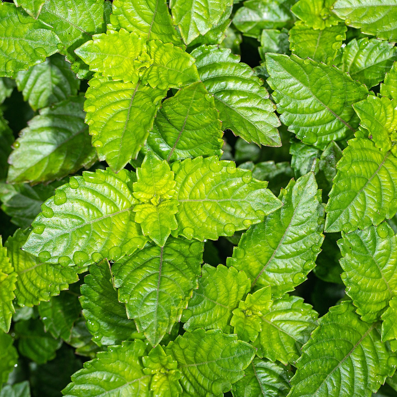 Gynostemma Pentaphyllum (Jiaogulan) Herb Seeds – Up to 50%
