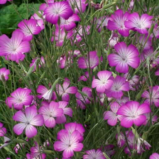 Agrostemma Githago L Seeds Big Pink Flower up to 50%