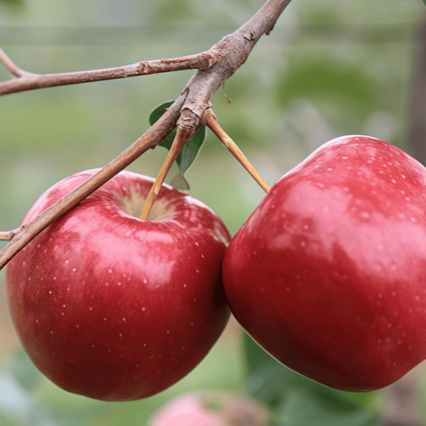 Apple Tree Seeds