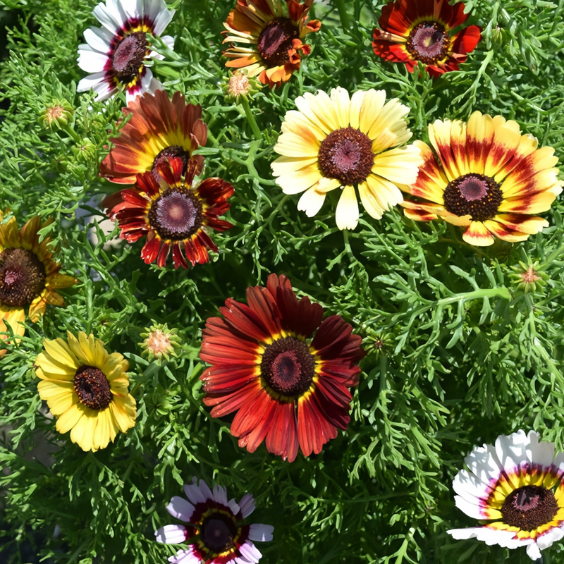 Chrysanthemum Carinatum Seeds - Mix Larger Packet High Germination 1000-5000 Onsaleseeds