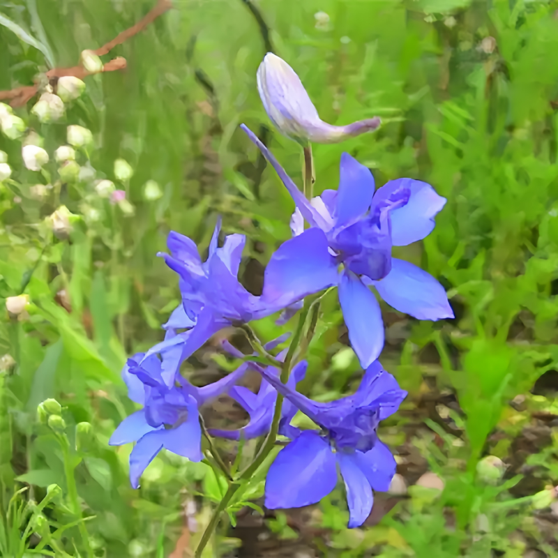 Delphinium Consolida Seeds - Blue Larger Packet High Germination 2000-10000 Onsaleseeds