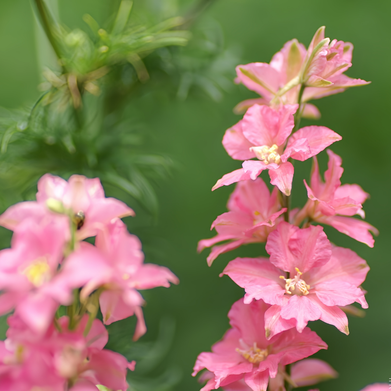 Delphinium Consolida Seeds - Pink Larger Packet High Germination 2000-10000 Onsaleseeds