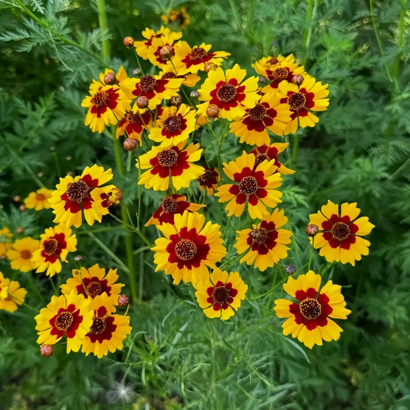 Coreopsis Tinctoria Seeds - Red And Yellow Dual Color Larger Packet High Germination 2000-10000 Onsaleseeds