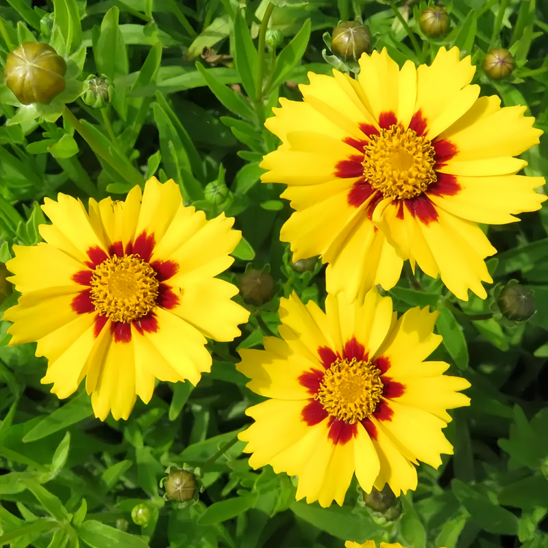 Coreopsis Tinctoria Seeds - Yellow Larger Packet High Germination 1500-7500 Onsaleseeds