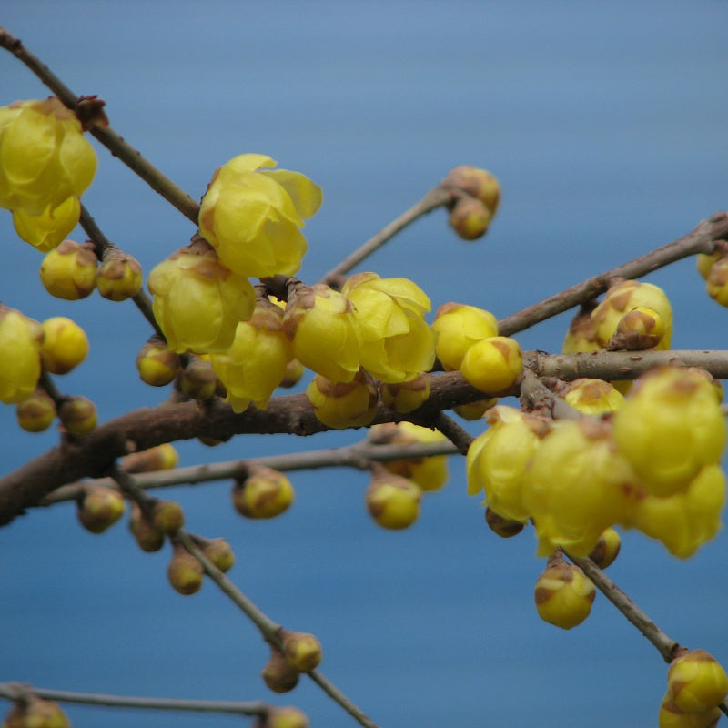 Plum Blossom Seeds up to 50%
