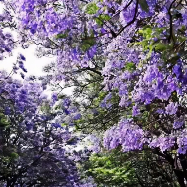 Jacaranda Tree Seeds Up to 50%