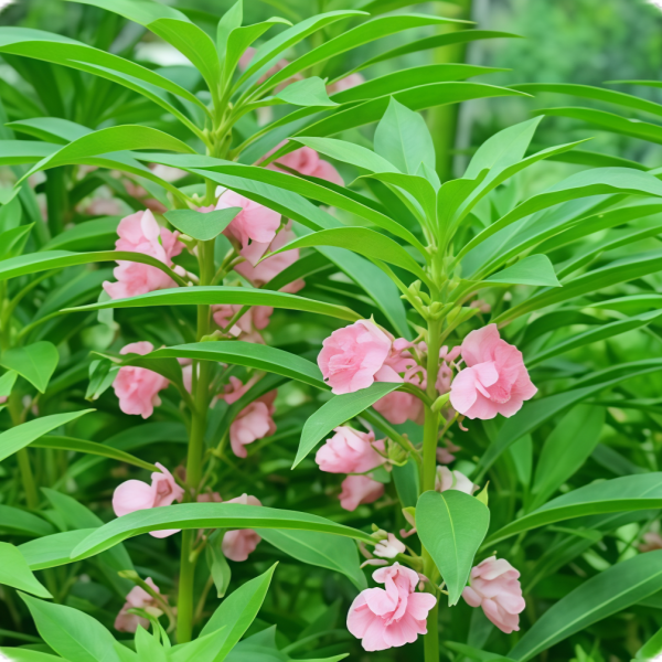 Impatiens Seeds Up to 50%
