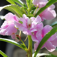 Planting Impatiens Seeds