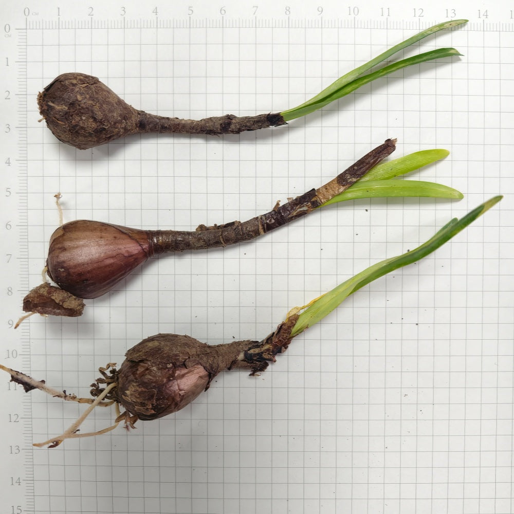 Red Spider Lily (Lycoris Radiata) Yellow Bulbs up to 50%