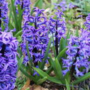 Hyacinth Seeds