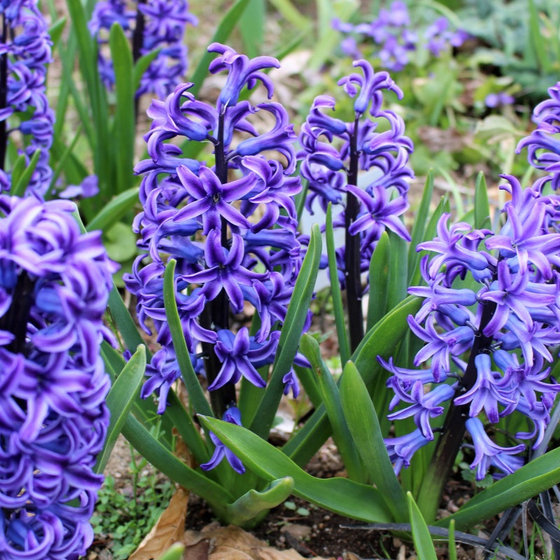Hyacinth Seeds Up to 50%