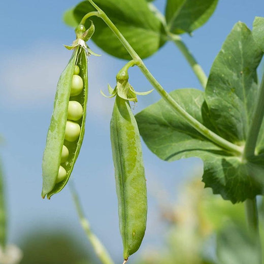 Sword Bean Plant Seeds