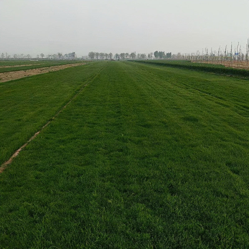 Midnight ¢ò Seeds - Larger Packet High Germination 1/4-1/2LB Onsaleseeds