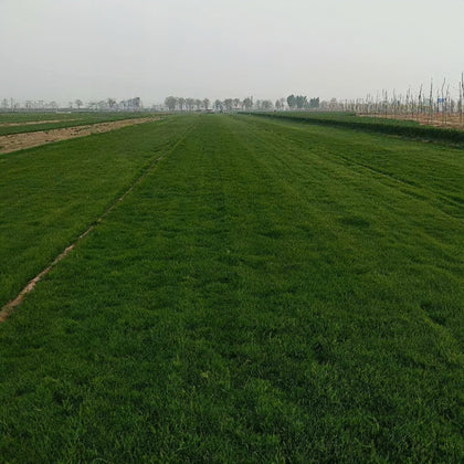 Midnight Grass Seed