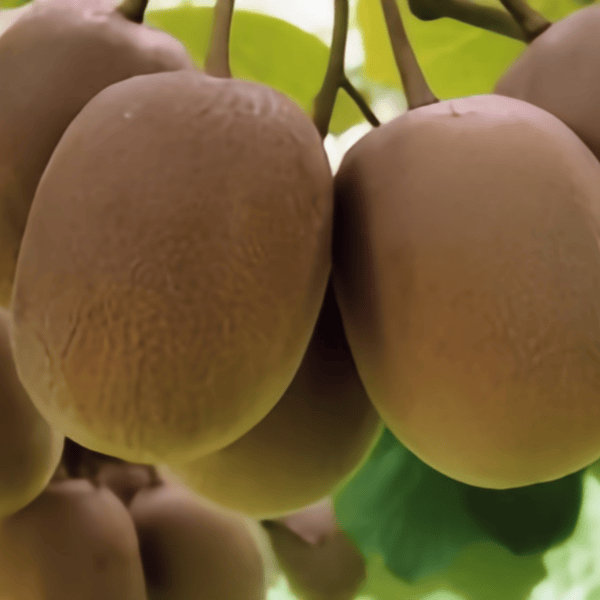 Heirloom Kiwi Seeds