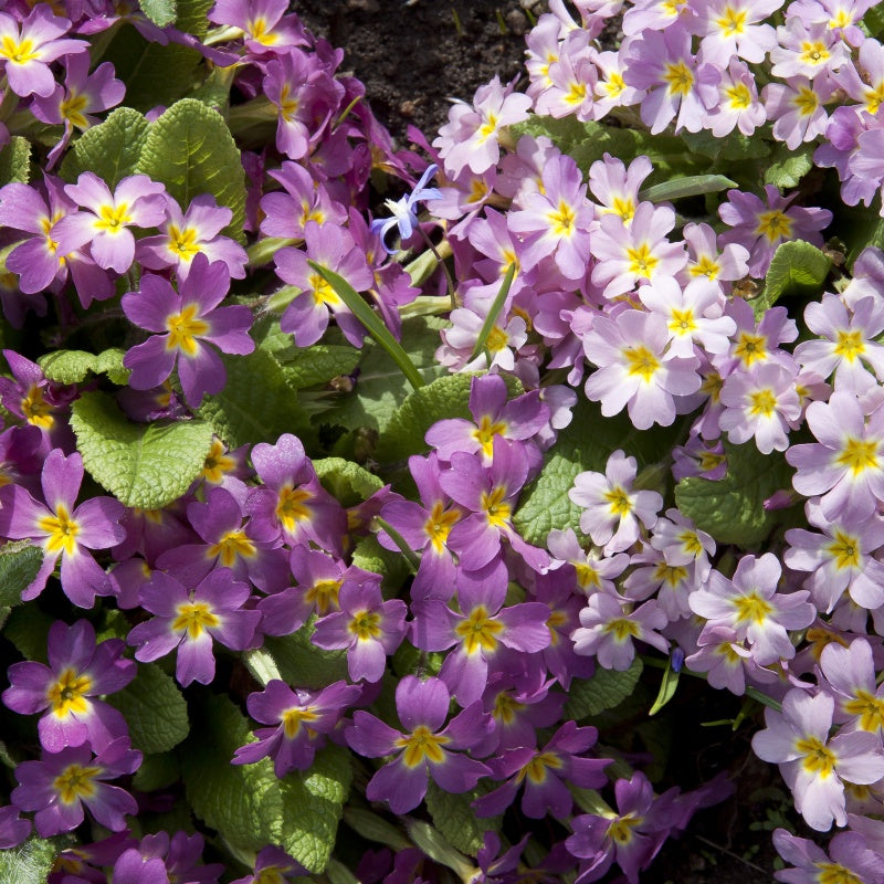 primrose seeds  up to 50%