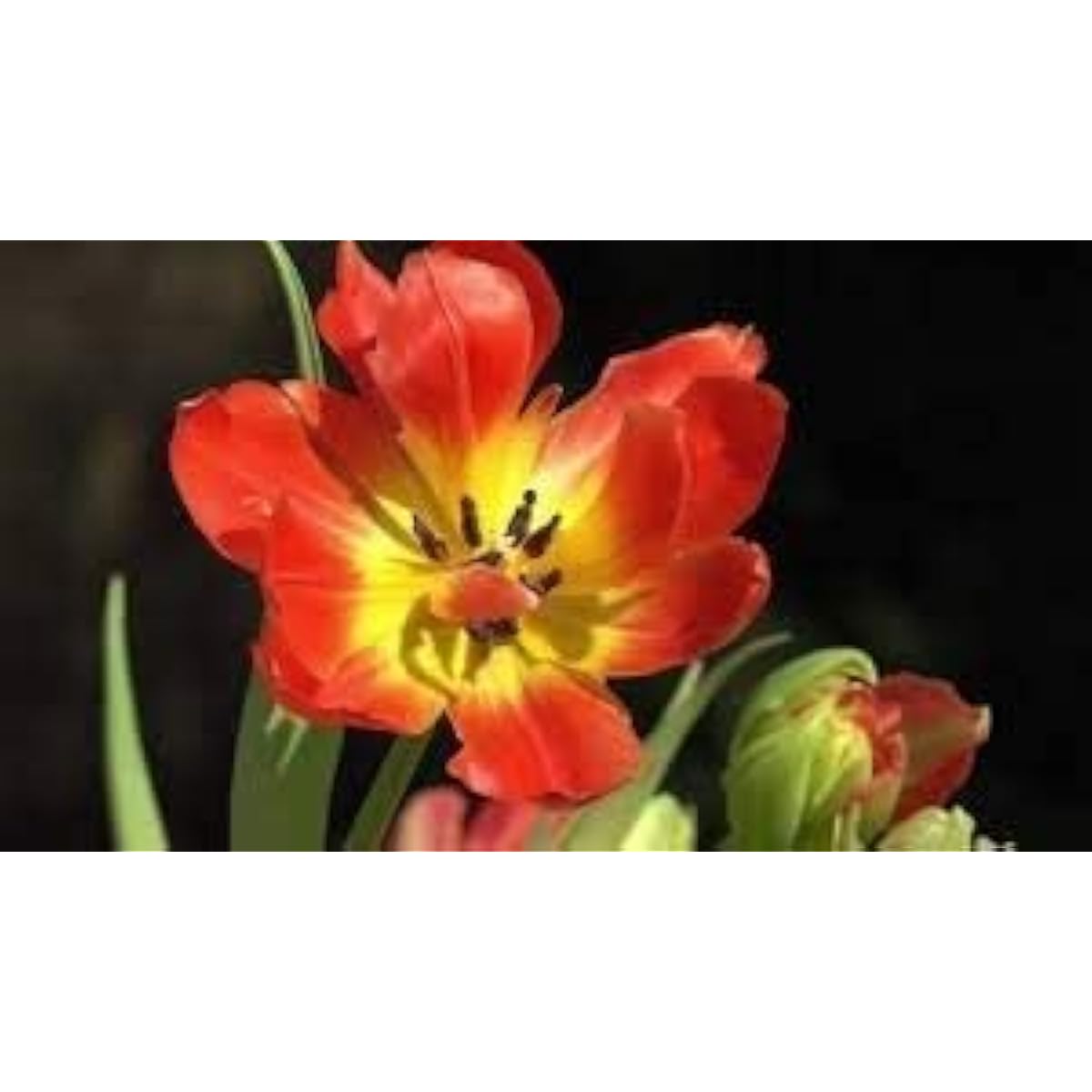 clivia flower seeds Clivia Lily Flower Seeds up to 50%
