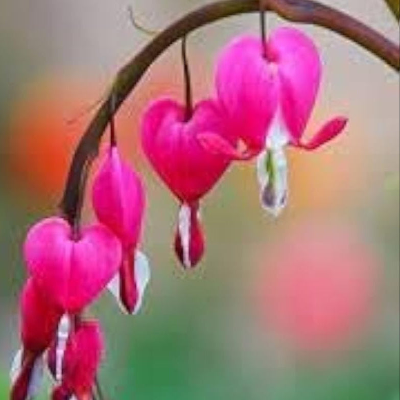 Pink Bleeding Heart Seeds prime day up to 50%