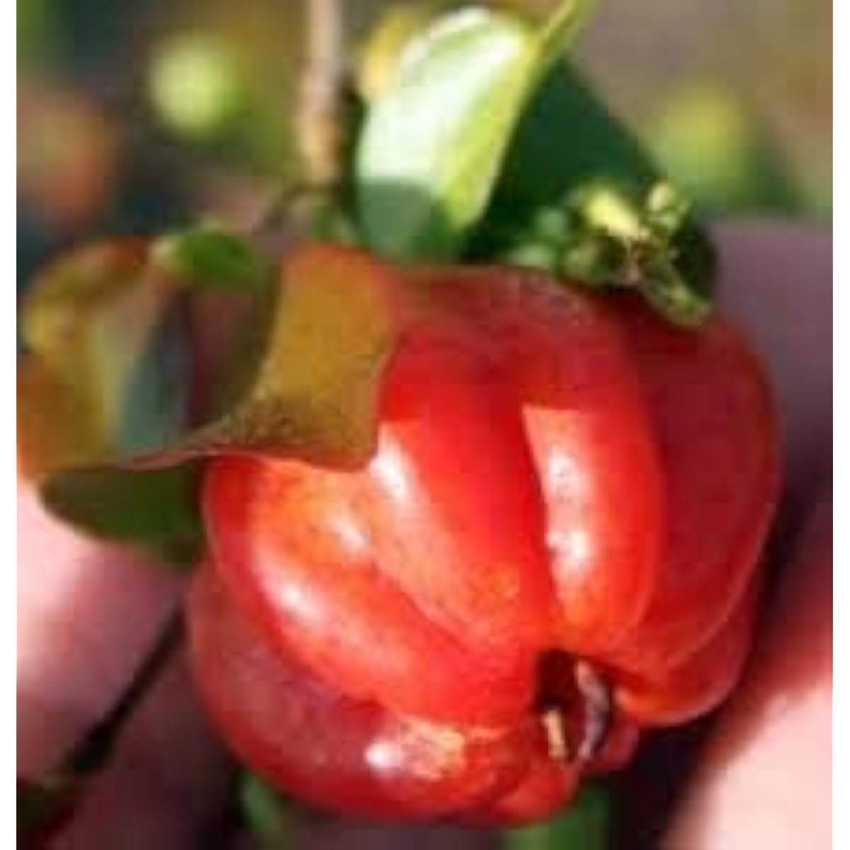 Red Surinam Cherry Seeds Up to 50% Off