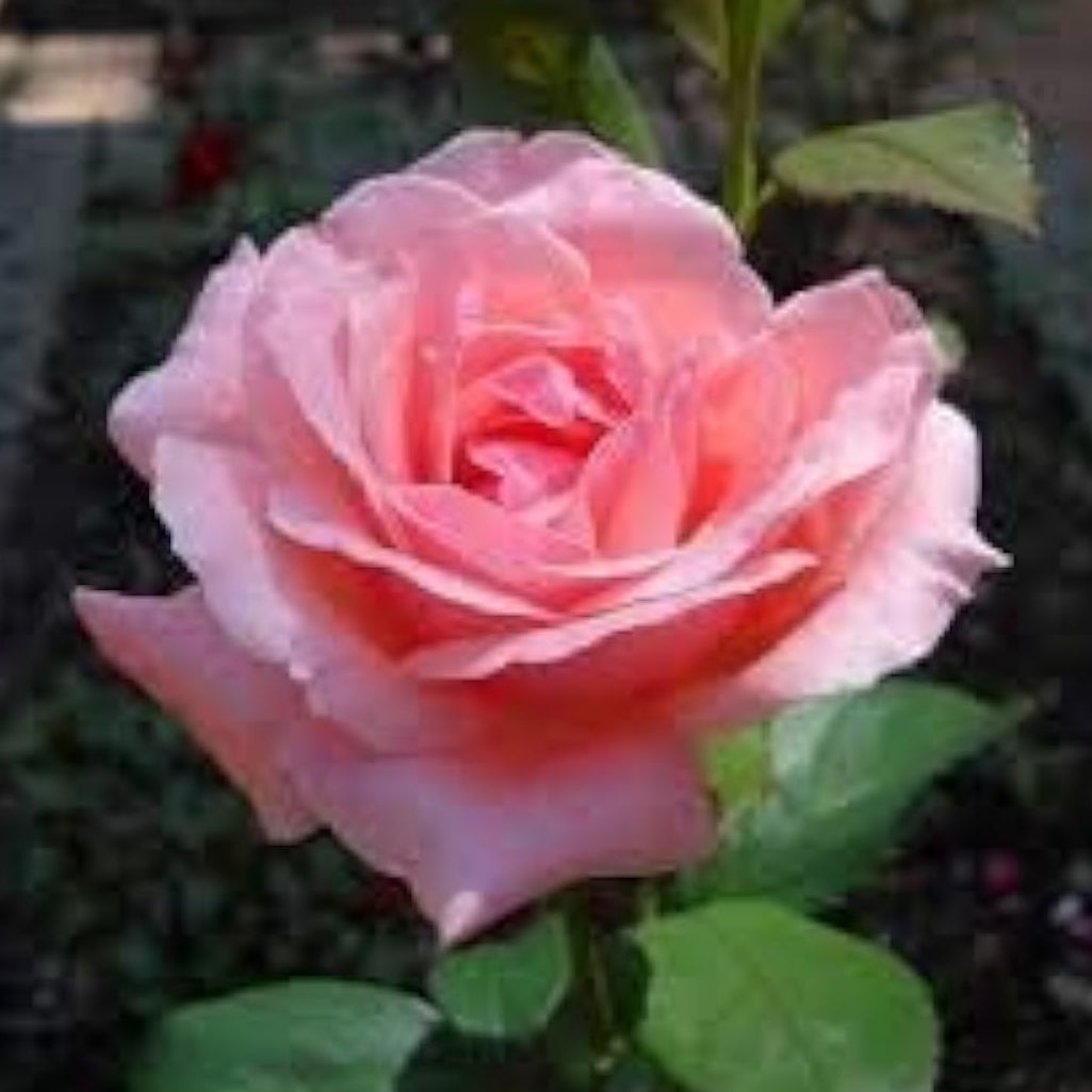 Queen Elizabeth Rose Seeds Up to 50% Off